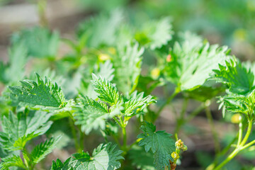Close-up of freshly germinated seedlings with green leaves sprouting from soil in a natural setting, possibly a garden or farmland Vibrant and colorful, emphasizing plant growth and vitality