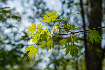 Image showcases close-up maple leaves against a blurred, natural background Captured in various autumn stages with vibrant green to yellow and early red shades, indicating the start of fall The dis