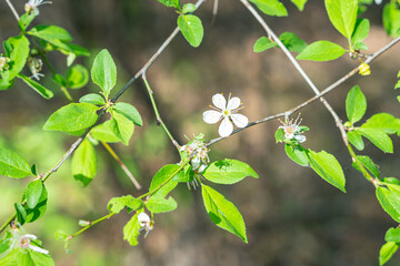 Close-up view of nature featuring green leaves and white flowers on a tree or shrub, with blurred background to highlight the foliage textures