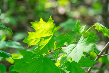 Close-up shot of maple leaves against a blurred backdrop of vegetation, changing colors green to yellow, orange, red during seasonal transition Detail focus on leaves serrated edges and veined pa