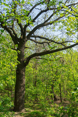 Image depicts a blooming tree under clear daytime sky during spring or summer, with sharp focus on the foreground leaves and branches