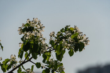 Close-up view of an apple tree branch with unfurling leaves and closed buds, contrasted by a...