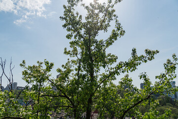 Obraz premium A serene urban park with a large tree, blending tranquil nature and city skyline