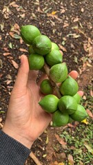 hand holding green olives on the ground