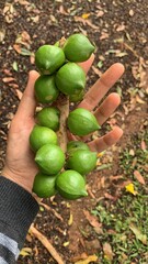 green apples in the garden