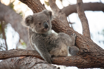 Fototapeta premium süsses Koala Jungtier auf dem Baum.