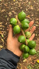 hands holding a coconut