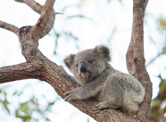 süsses Koala Jungtier auf dem Baum.