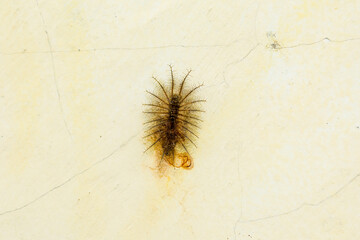 Caterpillar with long, spiny hairs
