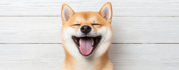 Pet influence social media entertainment advertising. A cheerful Shiba Inu dog smiling widely against a light wooden background.