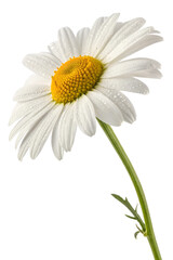 wild chamomile flower