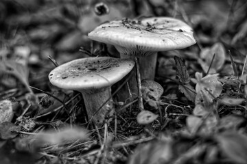 mushrooms in the forest