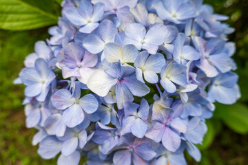淡い青色のアジサイの花