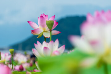 蓮の花と山の風景