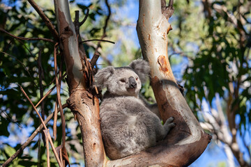 Süsser Koala sitzt auf seinem Baum und schaut herab.