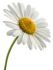 Fototapeta premium marguerite daisy isolated on transparent