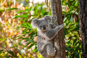 Süsser Koala am Baum klammernd und zwinkert.
