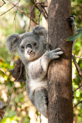 Süsser Koala am Baum klammernd.	
