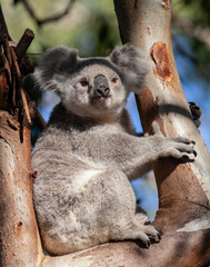 Süsser Koala sitzt auf seinem Baum und schaut herab.