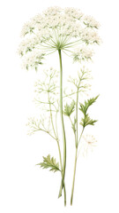 PNG Illustration botanical drawing vintage.