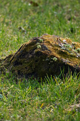 moss on the stump