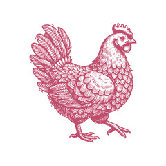 High-Quality Vector Illustration of Chicken for Creative and Commercial Design Use with Editable Elements