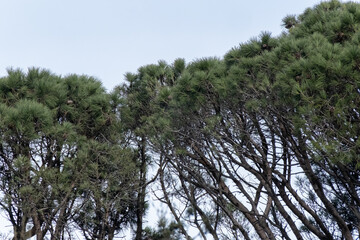 pine tree in the forest and sky