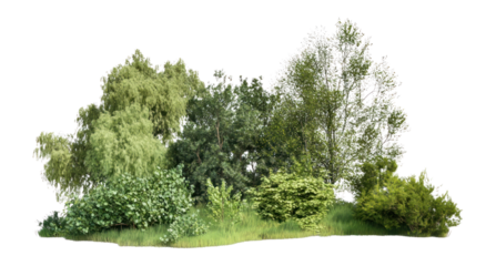 PNG Group of different trees vegetation nature forest.
