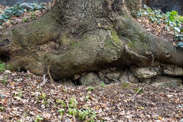 roots of old plane tree in the park