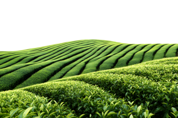 Landscape of picturesque tea green plantation mountains tree with fog and morning sunlight in morning. Texture Background Abstract. Isolated on cutout PNG or transparent background.