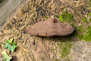 mushrooms on trees close up