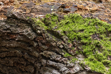 moss on tree bark