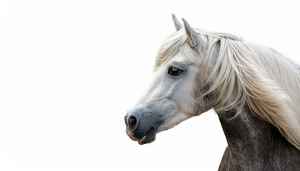 Obraz premium pegasus side view portrait on plain white background