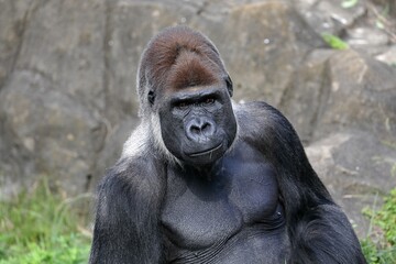 ドヤ顔のオスのゴリラ