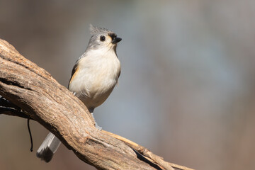 Tufted Titmouse perched on a vine