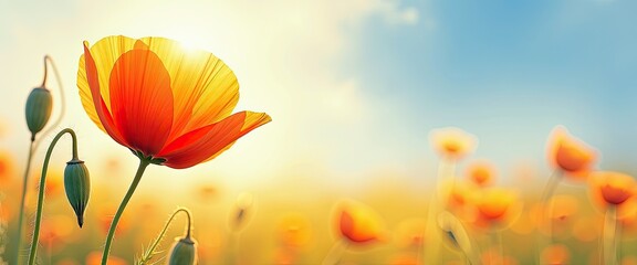 Fototapeta premium Vibrant Red Poppies Bloom Amidst SunsetDrenched Field of Flowers Against Stunning BlueWhite Sky. A field of poppies under a bright blue sky.