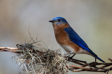 Male Eastern Bluebird perched on a branch of a wire