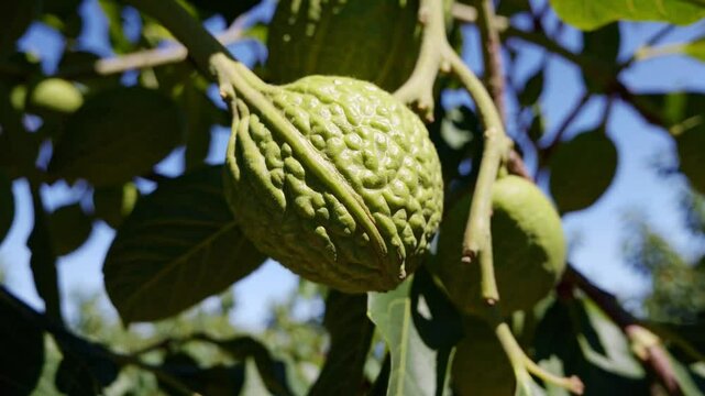 A close-up view of green walnuts growing on a tree branch, showing the textured surface of the unripe fruit surrounded by leaves under clear skies