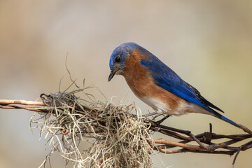 Male Eastern Bluebird perched on a branch of a wire