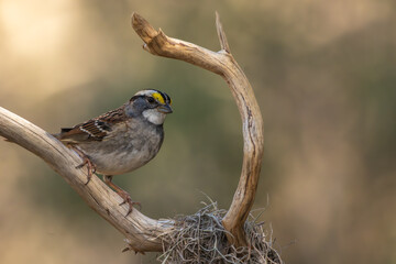 White-throated sparrow perched on a branch