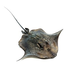 Stingray on a clean surface: A top-down view of a stingray. The fish, with its distinct diamond-shaped body and long tail, is presented against a clean backdrop.