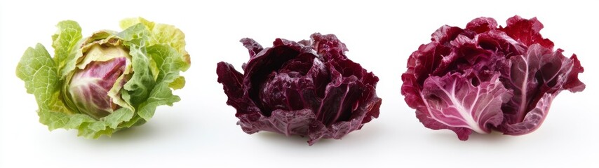 Obraz premium Fresh Green and Red Lettuce Varieties Isolated on White Background