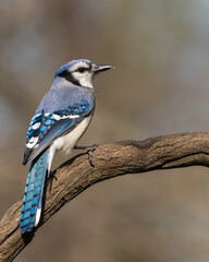 Blue jay perched on a vine