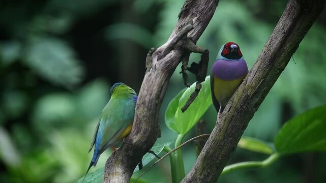 Beautiful colorful Gould-amandina (Gouldian finch) birds in the nature