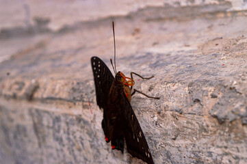 Black butterfly. Beautiful butterfly. Butterfly photos taken from various angles. Blurred background.