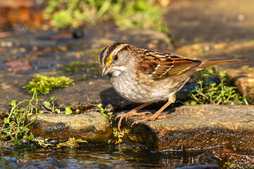 White-throated sparrow perched on a rock