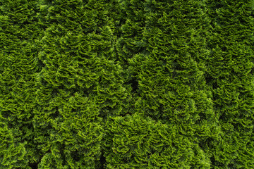 Natural background of green thuja hedge. Green hedge thuja (cypress, juniper) Leaves texture. High quality photo