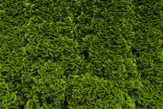 Natural background of green thuja hedge. Green hedge thuja (cypress, juniper) Leaves texture. High quality photo