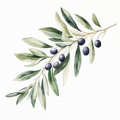 Illustration painted branch with olive feels peaceful and calming