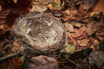 Bird's nest on a tree branch against the backdrop of bright autumn foliage